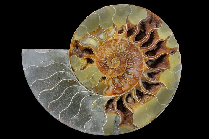 Cut & Polished Ammonite Fossil (Half) - Crystal Chambers #162325